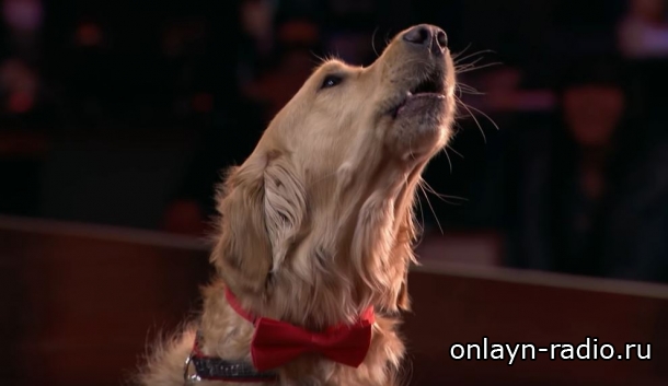 «America's Got Talent 2018»: поющий пес покоряет интернет!